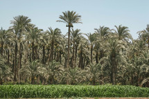 crops and palm forest 