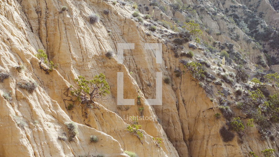 bushes growing on a rocky mountainside 