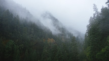 fog over an evergreen forest 
