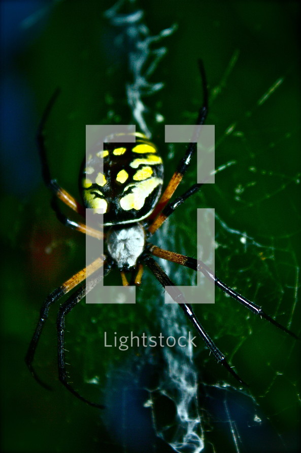 close up of spider