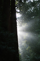 rays of sunlight through a forest 