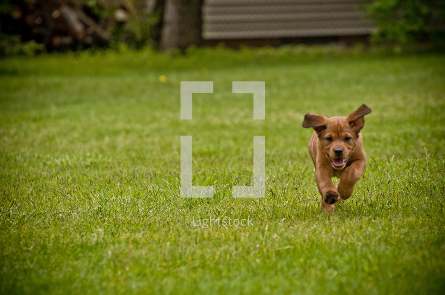 running puppy 
