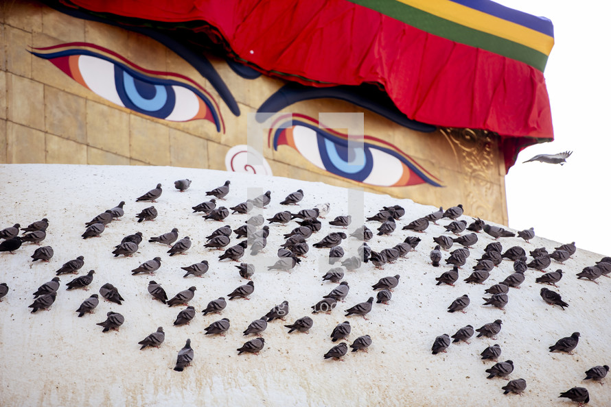 pigeons in Tibet