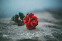 red rose on a rock 