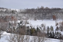 Snowy January Landscape