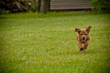 running puppy 