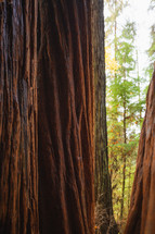 tall redwood trees 