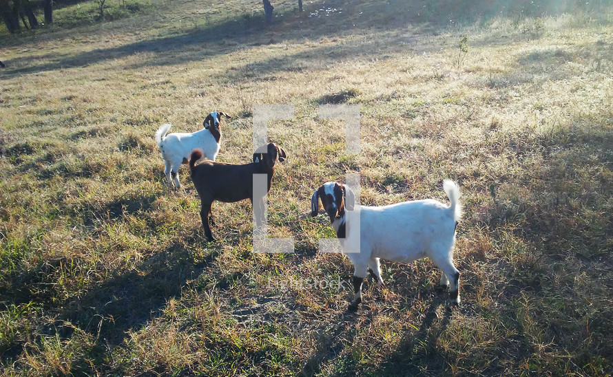 Three Goats together grazing in a grassy meadow at a rural farm in Central Florida on a sunny morning. 