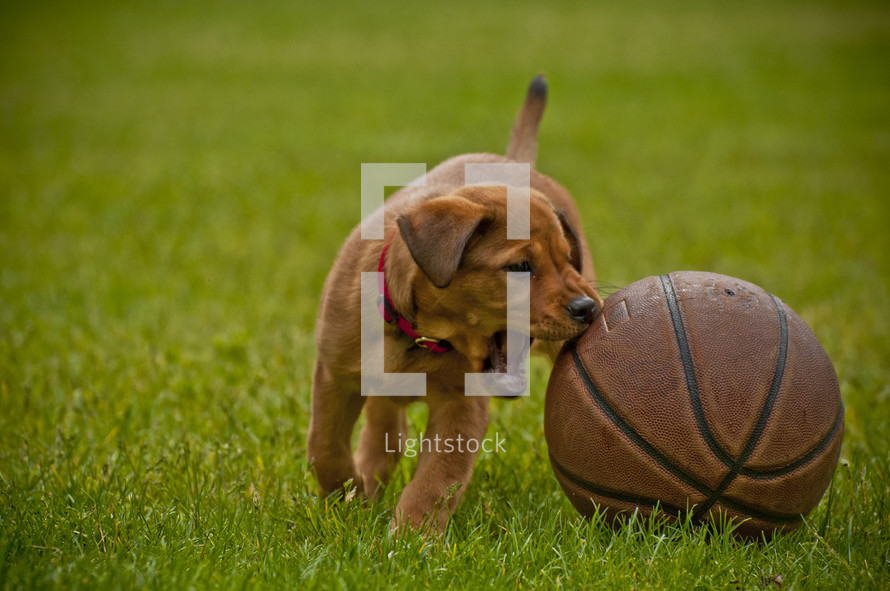 puppy playing with a basketball 