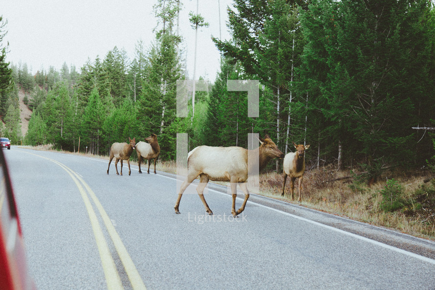 caribou crossing a road 