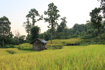 shack and rice field 