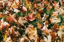 fall leaves on a grass 