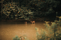 deer playing in a stream 