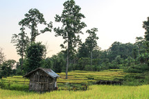 terraced rice field and shed 