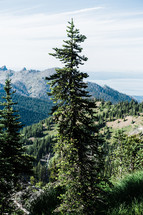 Mount Rainier forest landscape 