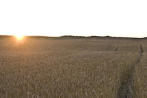 Sunrise over wheat field at harvest time 