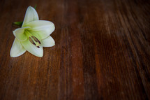 Easter lily on wood table 