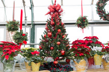 Christmas trees and poinsettias in a window 