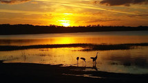 A group of sand cranes silhouetted against the shore line at sunset. 