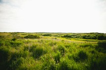 green coastal grass 