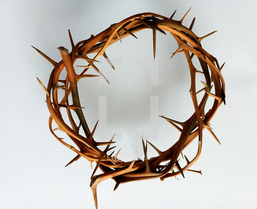 crown of thorns against a white background 