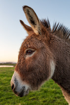 donkey closeup 