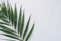 palm fronds, Palm Sunday, negative space, background 