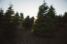 men walking in a Christmas tree lot 