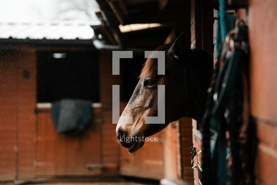 Brown horse in a stable, equestrian centre wallpaper
