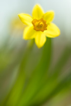 yellow daffodil 