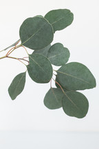 eucalyptus leaves on white background 