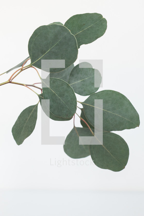eucalyptus leaves on white background 