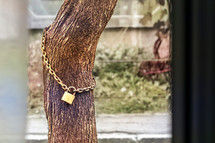 Protected tree. Nature safety. Conceptual image
