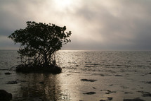 Mangrove tree in calm water against stormy clouds