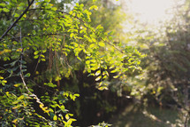 bright sunlight over green leaves 