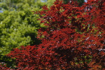 red maple leaves  