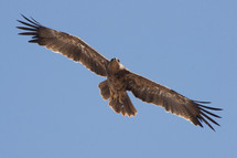 eagle soaring 