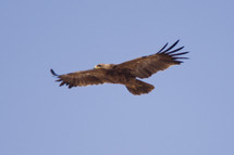 eagle flying 
