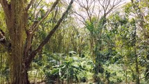 jungle in Papua New Guinea 