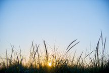 sun setting behind tall grass