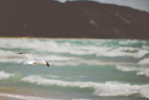 seagull flying over the ocean 