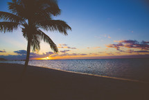 palm tree on a beach at sunset 