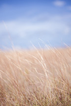 tall brown grasses