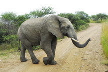 elephant crossing a dirt road