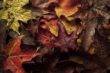 A pile of fallen Leaves (Red, Orange, Brown, and, Yellow) 