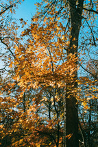 golden fall leaves on a tree 
