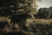 Large male deer with big antlers, woodland wildlife setting, fallow deer