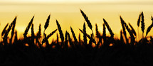 Wheat field silhouette at sunset.