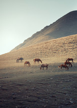 grazing horses on a mountainside 