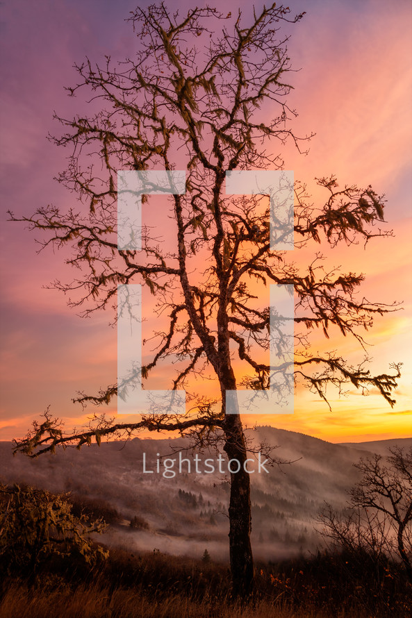 Oak Tree on a foggy mountaintop 
